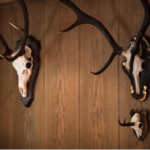 Mounted antler trophies on a wooden panel wall