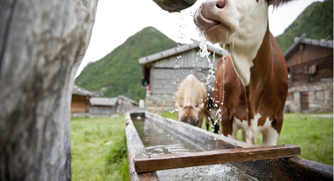 Cow drinks from a wooden trough fountain; alpine huts and green mountains in the background.