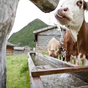 Mucca beve da una fontana in legno, sullo sfondo baite alpine e montagne verdi.