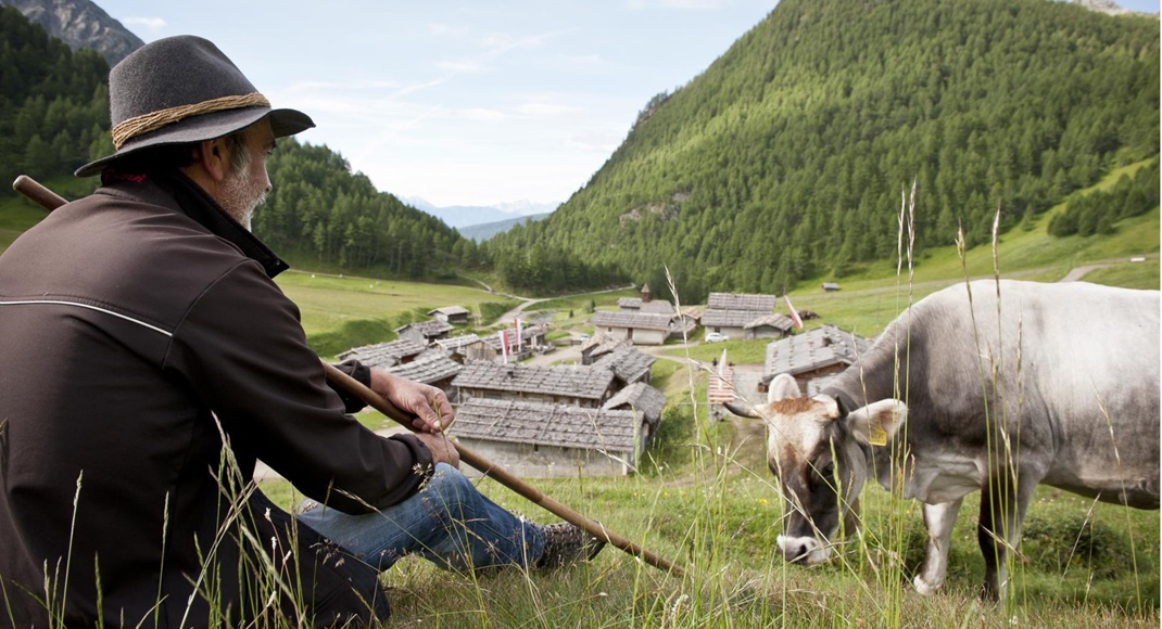 A shepherd with a cow un a mountain pasture in summer