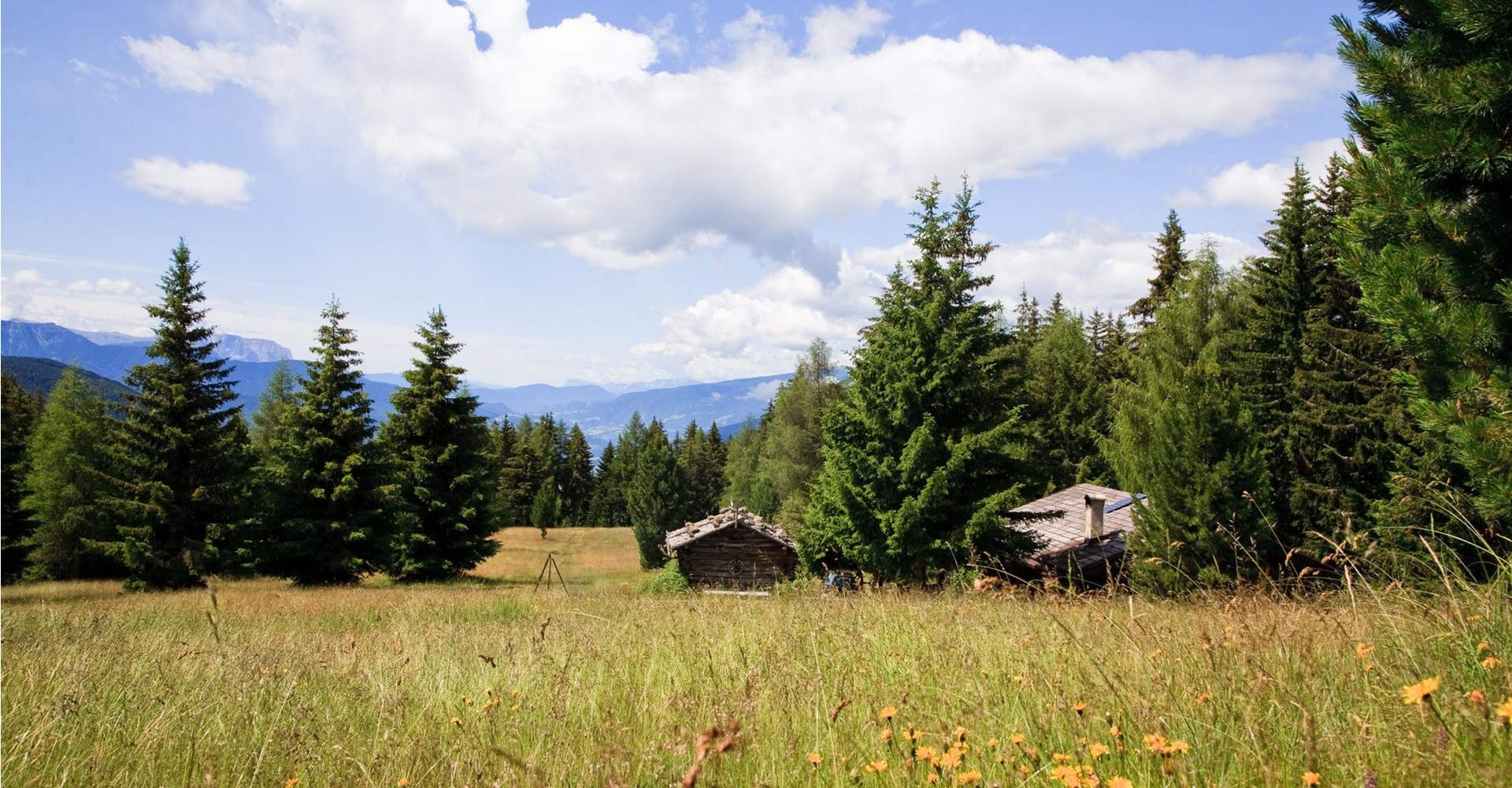 A mountain pasture in summer