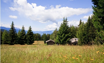 A mountain pasture in summer