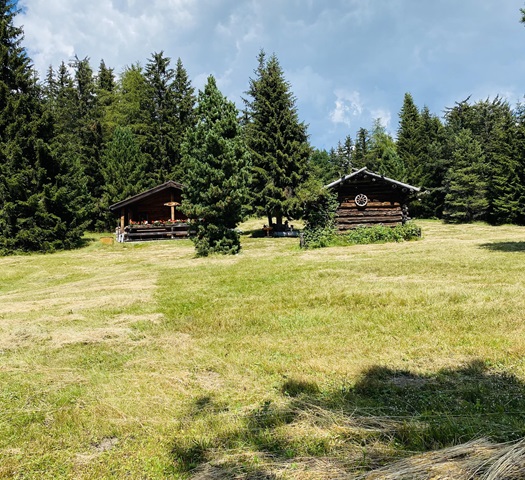 Two wooden cabins on a sunny forest clearing with pine trees
