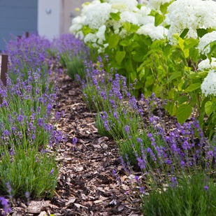 Lavanda in fiore e ortensie bianche lungo un sentiero da giardino con corteccia.