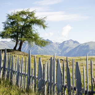 Recinto in legno tradizionale e due alberi su una collina con sfondo alpino e cielo soleggiato.