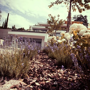 View through lavender and hydrangeas toward Villa Grüntaler  on a sunny summer day.
