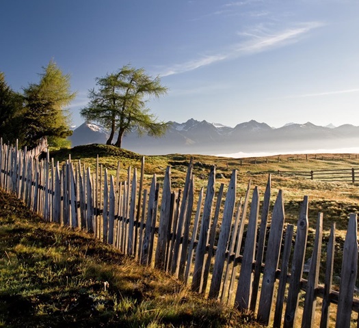 Wooden fence on alpine meadow with scattered trees, morning light and mountain backdrop.